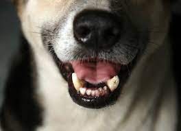 Dog Lung Cancer Symptoms Petmd