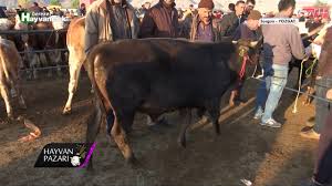 Hayvan Pazari Montofon Besi Danasi Fiyati Yozgat 2018 Youtube