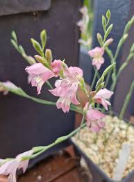 Image result for Gladiolus unguiculatus