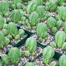 Image result for Euphorbia pfeilii