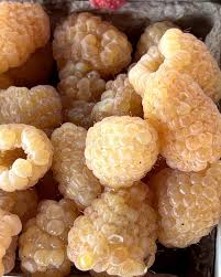 Image result for Rubus ellipticus