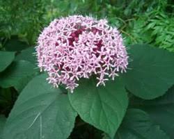 Image result for Clerodendrum