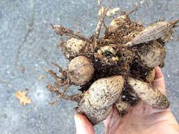 Set the lights about six inches from the tops of the pots of newly planted tubers. How To Grow Dahlias In Pots