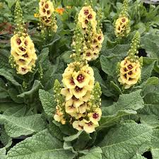 Image result for Verbascum