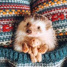 Snug As A Bug In A Rug Cute Animals Cute Animal Photos Cute Baby Animals