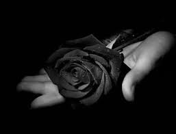 Kami tidak tahu apa arti dibalik gambar ini, namun berikut gambar yang bisa kalian nikmati. Free Mawar Hitam Wallpaper Mawar Hitam Wallpaper Download Wallpaperuse 1