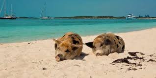 Für eine handvoll futter gehen sie sogar baden. á… Mit Schweinen Baden Auf Den Bahamas Reisemagazin Holidaycheck