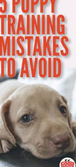 training your dog trainingyourdog
