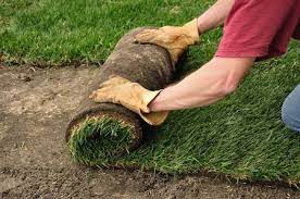 Do not use a riding mower as it is too heavy and its powered wheels can tear up the new sod. Dog Urine And New Sod Humicgreen Llc