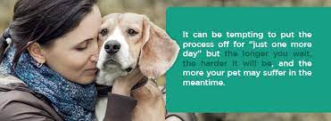 Some owners cannot bear the thought of watching their dog slip away, whilst others cannot bear the thought of letting them go without their presence. How To Deal With Guilt After Euthanizing Your Pet Agape