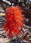 Image result for Erythrina abyssinica × lysistemon