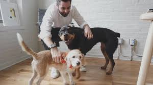 We recently raised our series b and are backed by the early investors of warby parker, dollar shave club, sweetgreen, and glossier. The Farmer S Dog S Human Tested Dog Food Draws Attention In Fast Growing Pet Food Category Cbs News