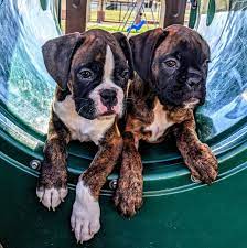 Penny S Boxer Puppies Home Facebook