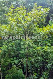 Image result for Bellucia