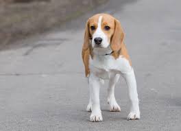 Mehr über pepe und emma. Beagle In Not Beaglehund De