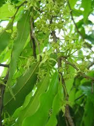 Image result for Monoon longifolium