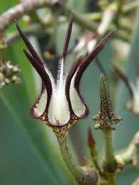 Image result for Ceropegia filipendula