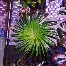 Image result for Eriocaulon selousii