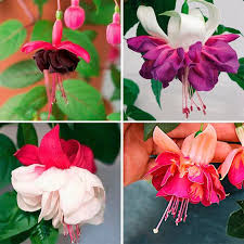 Sortiment Giant Fuchsien 6 Stuck Fuchsie Kubelpflanzen Schattenpflanzen