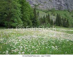 Download and use 10,000+ flower field stock photos for free. White Flower Field Small White Flowers Dot A Field In Lauterbrunnen Valley Right At The Heart Of The Bernese Oberland Canstock