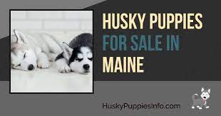 Female siberian huskies for sale female siberian huskies. Siberian Husky Puppies For Sale And Breeders In Maine Me