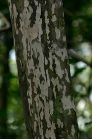 Image result for Ochna arborea