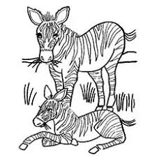 Get crafts, coloring pages, lessons, and more! Top 25 Free Printable Wild Animals Coloring Pages Online In 2021 Zebra Coloring Pages Animal Coloring Pages Animal Coloring Books
