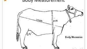 how to weigh cattle buffaloes and calves youtube