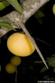 Image result for Dovyalis afra