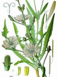 Cichorium Intybus Chicory Radicchio Succory Witloof Wild Plants Herbs Edible Wild Plants