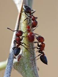 If you have an ant infestation in your potted plants, it may be because pests are feeding them. Pictures Love Bugs National Geographic Ant Picture Ants Love Bugs