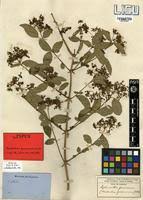 Image result for Clerodendrum formicarum