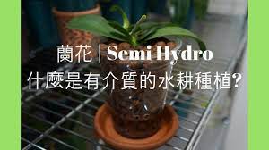 蘭花 兰花 什麼是有介質的 半 水耕種植 semihydroponics semihydro 蘭花 兰花 orchid orchidloveatx plants garden