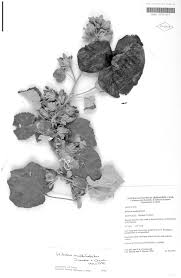 Image result for Hibiscus panduriformis