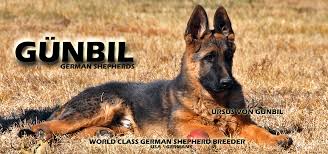 My parents always had a shepherd around as part of the family, and they certainly were my best friends growing up. Gunbil German Shepherds Guarantee