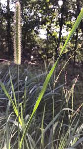 Image result for Setaria kagerensis