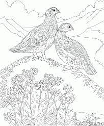 Coloriage Perdrix