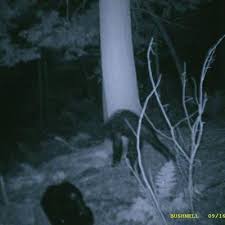 Pa. man says he caught image of Bigfoot – The Denver Post
