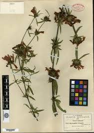 Image result for Dyschoriste multicaulis