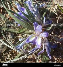 Image result for Babiana bainesii