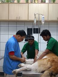 Petcare hospital is a multipurpose veterinary clinic primarily treating cats and dogs. Pet Care Surgery Veterinary Clinic In Dlf Phase Iv Gurgaon Book Appointment View Fees Feedbacks Practo