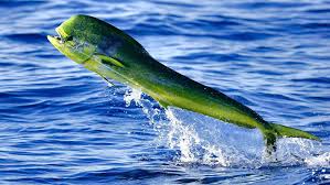 mahi bby