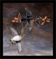 New Mounts Gallery 1 Wood Duck Mounts Duck Mount Wood Ducks