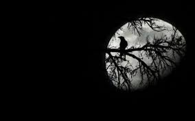 Black And White Desktop Wallpaper Moon The Bird And The Moon Animal Black Creepy Dark Evening Forest Gothic Moon Nature Night Phot Moon Photography Sky Photography Silhouette Photography