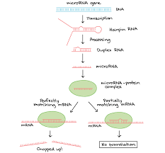 Regulation After Transcription Article Khan Academy