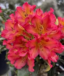 Image result for Rhodopentas
