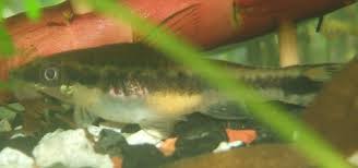 Check spelling or type a new query. What You Need To Know About Keeping Otocinclus Catfish Pethelpful