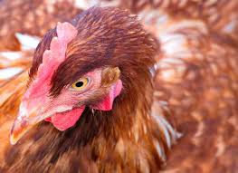 Sebab kandang memiliki peran yang sangat penting bagi keberhasilan budidaya apapun yang di jalankan. Panduan Lengkap Ternak Ayam Petelur Untuk Meningkatkan Produksi