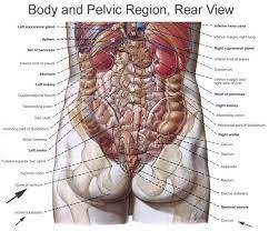 Pain that radiates to the lower abdomen and groin. Human Organs Diagram Back View Human Body Organs Human Organ Diagram Human Body Science