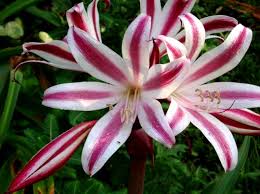 Image result for Crinum stuhlmannii